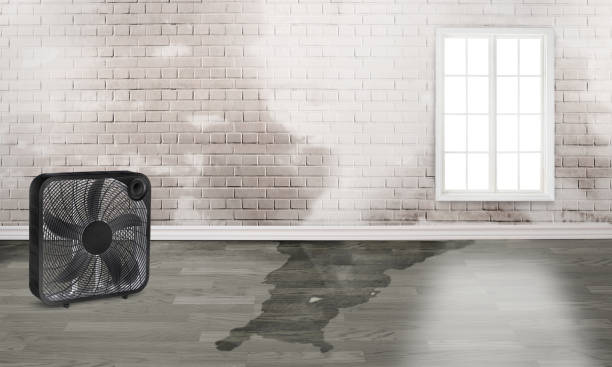 Best Carpet water damage restoration  in Gorman, TX